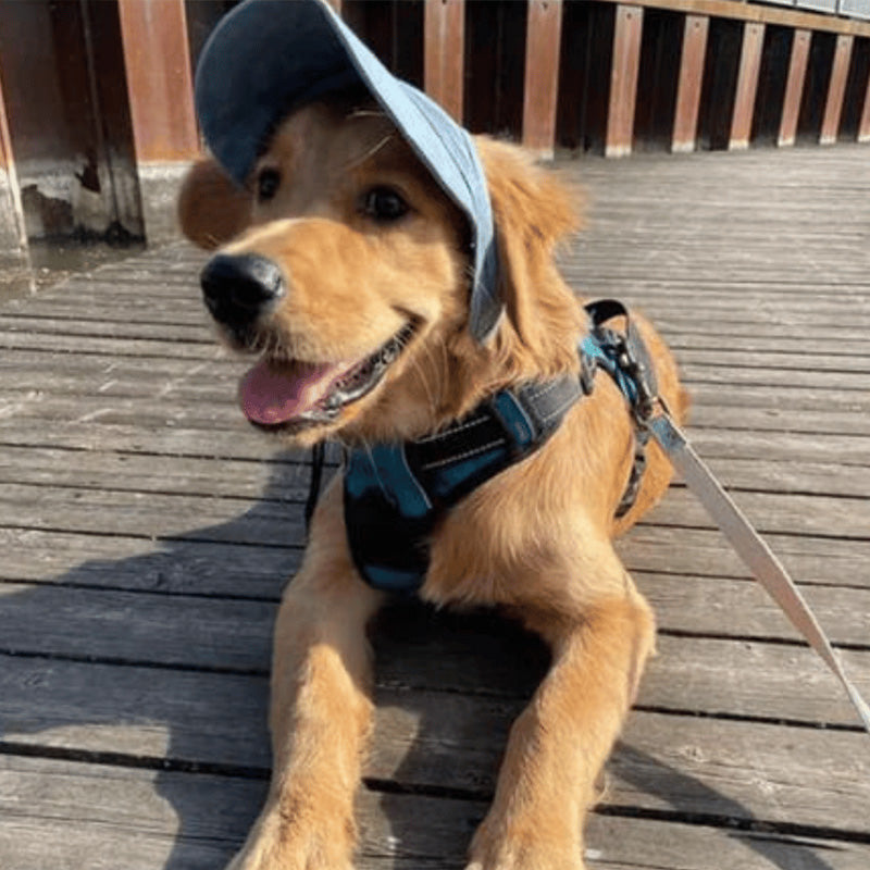 ⏳Time-Limited Special⏰Dog Sun Hat with Wide Brim – UV protection & breathable – Adjustable strap, perfect for summer walks or beach trips – keeps your pet cool and safe 🐶🌊✨